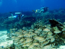 Divers with School of Grunts at Gran Pin IMG 2987